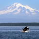 Salish Sea. AP